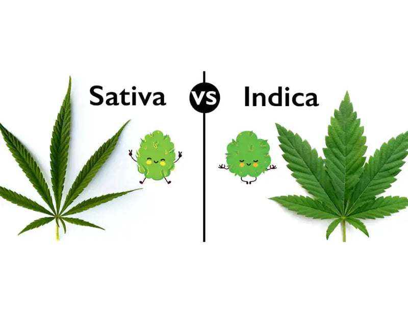 sativa e indica