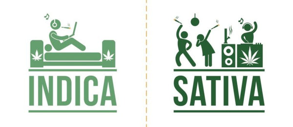 cannabis sativa e indica