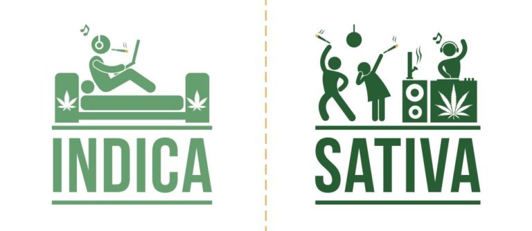 cannabis sativa e indica