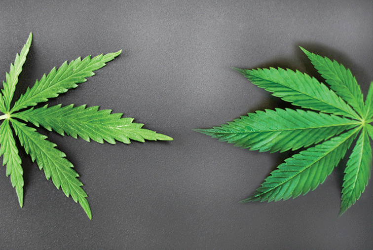 Cannabis Sativa e Indica: Qual Delas Combina com Você?