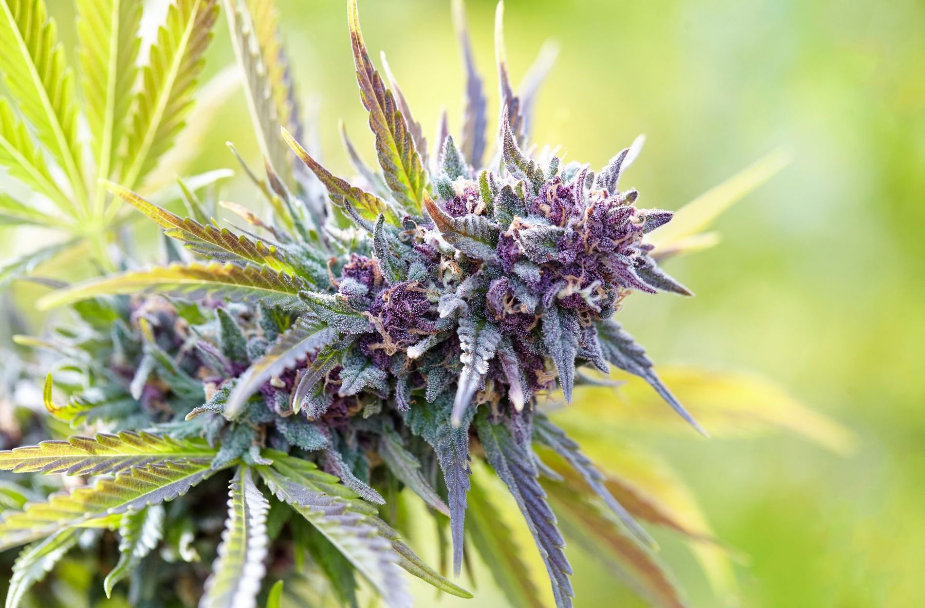 tipos de skunk