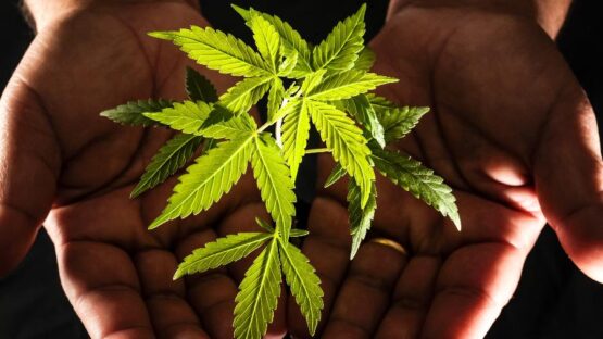 tempo a maconha fica no corpo