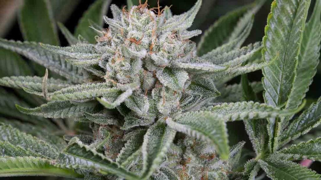 indica ou sativa